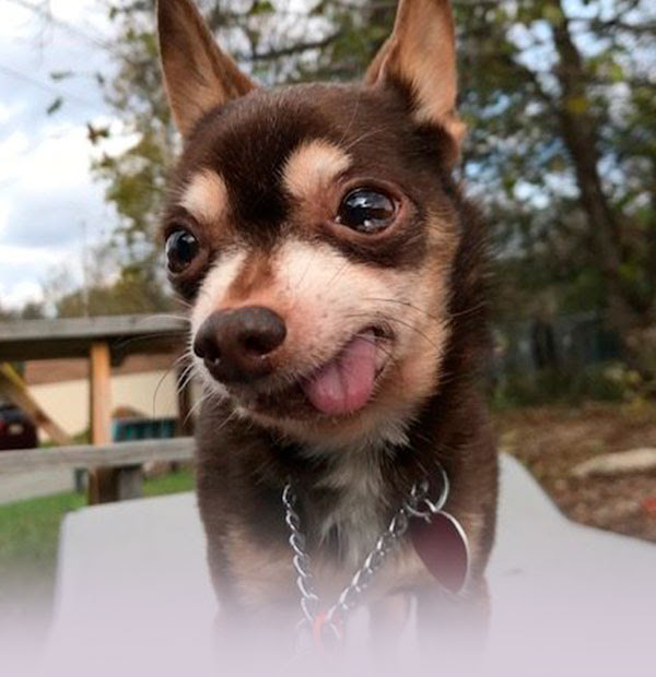 Tiny brown rescue dog outside with trees