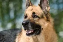 German Shepard SC