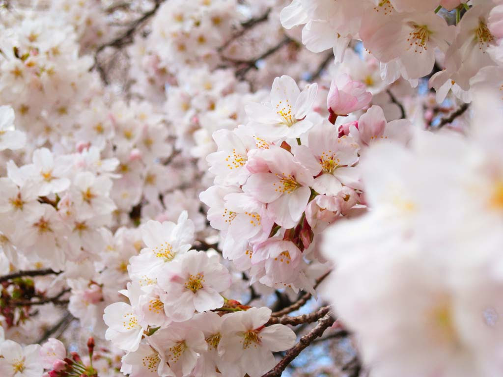 ゆんフリー写真素材集 No 桜 日本 東京