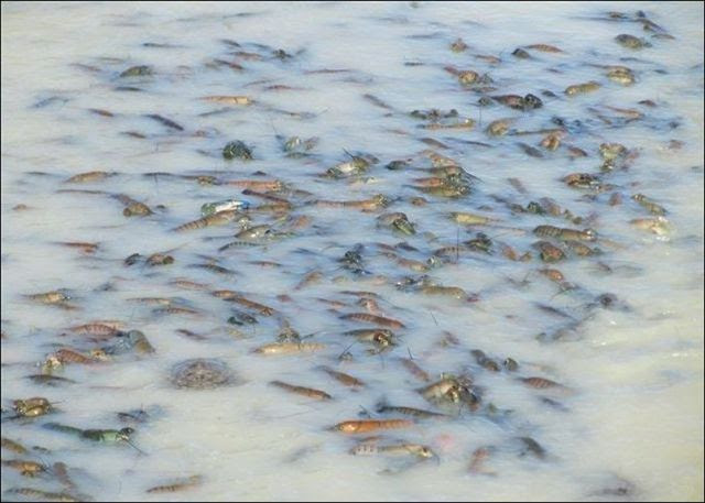 River Run Over With Crayfish