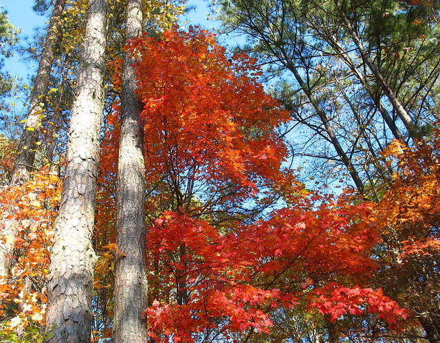 myworldfalllvnov21
