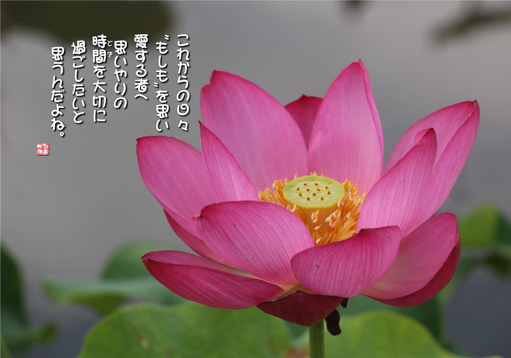 No 609 蓮 花言葉 清らかな心 神聖 なおかつ フォトエッセイ