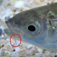 淡水魚検索図鑑 ヒゲ分類 1対のヒゲがある 全くない 大阪府立環境農林水産総合研究所