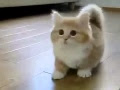 Lustige Sprüche Katzen