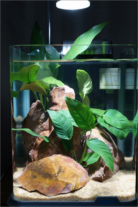 Rg アヌビアス お遊び水槽 熱帯魚 再び