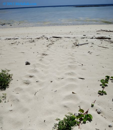 track mark of sea turtle on the sand