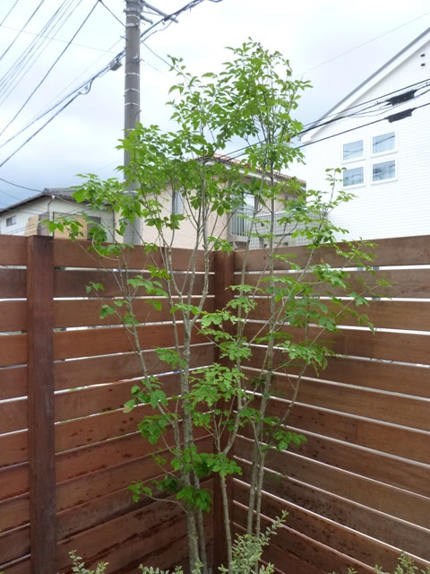 おすすめ樹木 落葉樹 埼玉県さいたま市と富士見市のエクステリア ガーデン Nod Garden