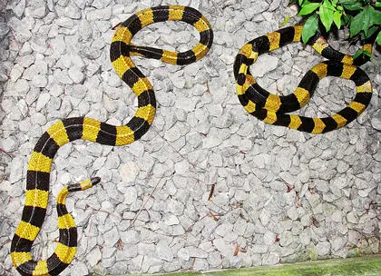 Banded Krait Venomous Deadly