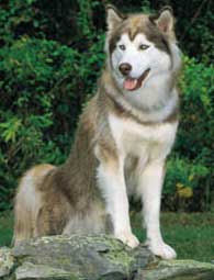 huskies for  adoption