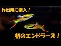 [ベスト] 刀剣 乱舞 グッピー 103271