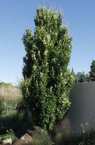 These shade loving plants will make those dark corners shine! Buckthorn, Tallhedge - TheTreeFarm.com