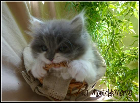 Noms De Chat Noms De Chaton