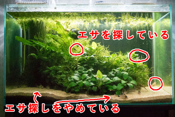 コリドラスのエサの量 足りてる エサが足りている基準を考察しました 悠々自適生活研究所