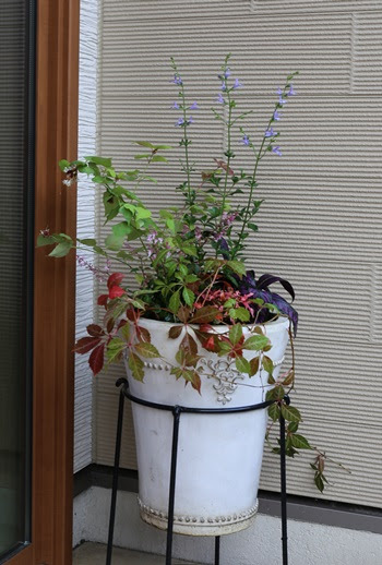 北向き玄関の寄せ植え 花のあるくらし 楽天ブログ