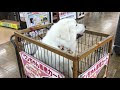 √ 可愛い 大型 犬 もふも�� 278289