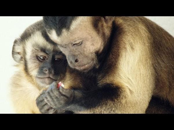 diaforetiko.gr : sddefault2 600x450 ΠΕΙΡΑΜΑ: Ποια είναι η αντίδραση των μαϊμούδων όταν αδικούνται;; (βίντεο)