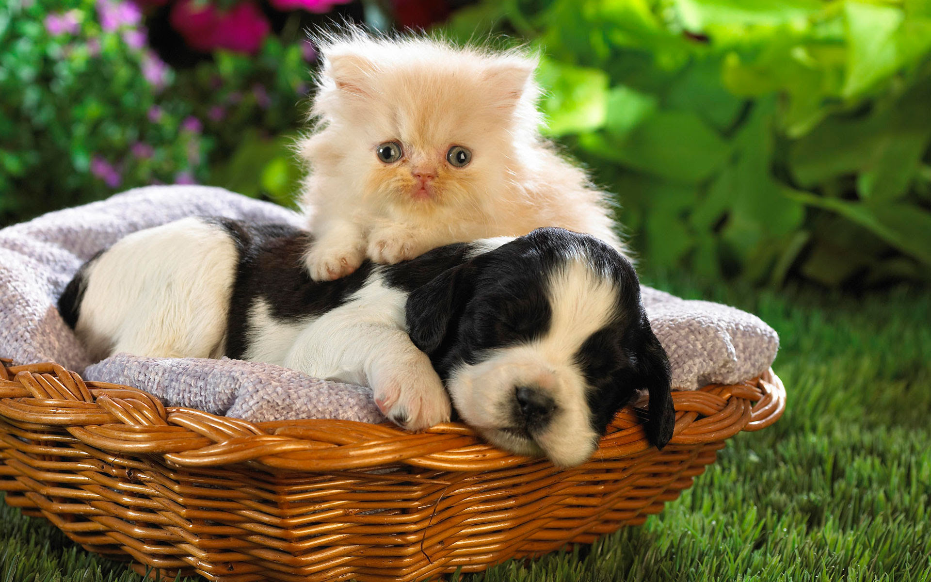 Cute Baby Animal Wallpapers PixelsTalk Net Cute Baby Animal Wallpapers PixelsTalk Net
