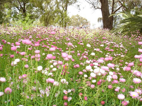 Kings Park