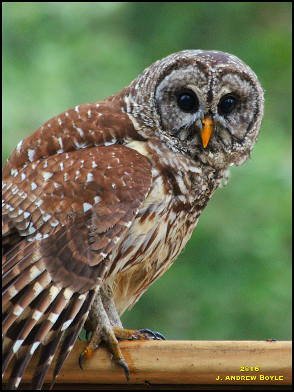 Barred Owl