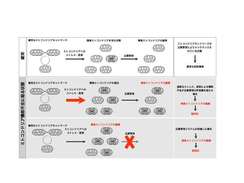 Research 国立大学法人山形大学医学部 田中敦研究室