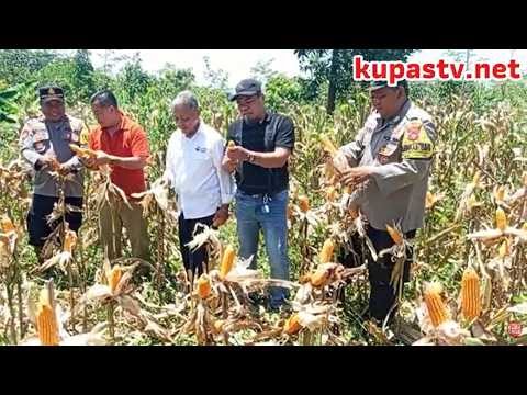 Panen Raya Jagung di Indramayu, Wujud Nyata Sinergi Petani dan Dukungan Mabes Polri dalam Ketahanan Pangan