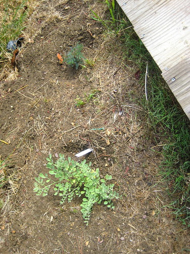 new native plants