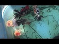 金魚 外飼い 291786-金魚 外飼い 電気