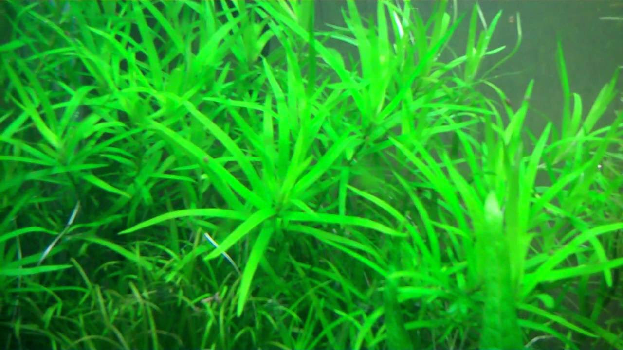 Heteranthera zosterifolia-aquarium plant "Stargrass" - YouTube