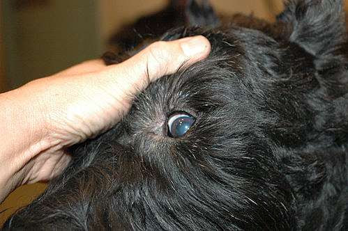 白眼睛 Margram Giant Schnauzer 痞客邦