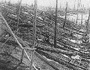 Un'immagine della foresta carbonizzata (da www.americandigest.org)