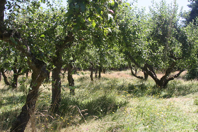 Apples, Howell Territorial Park