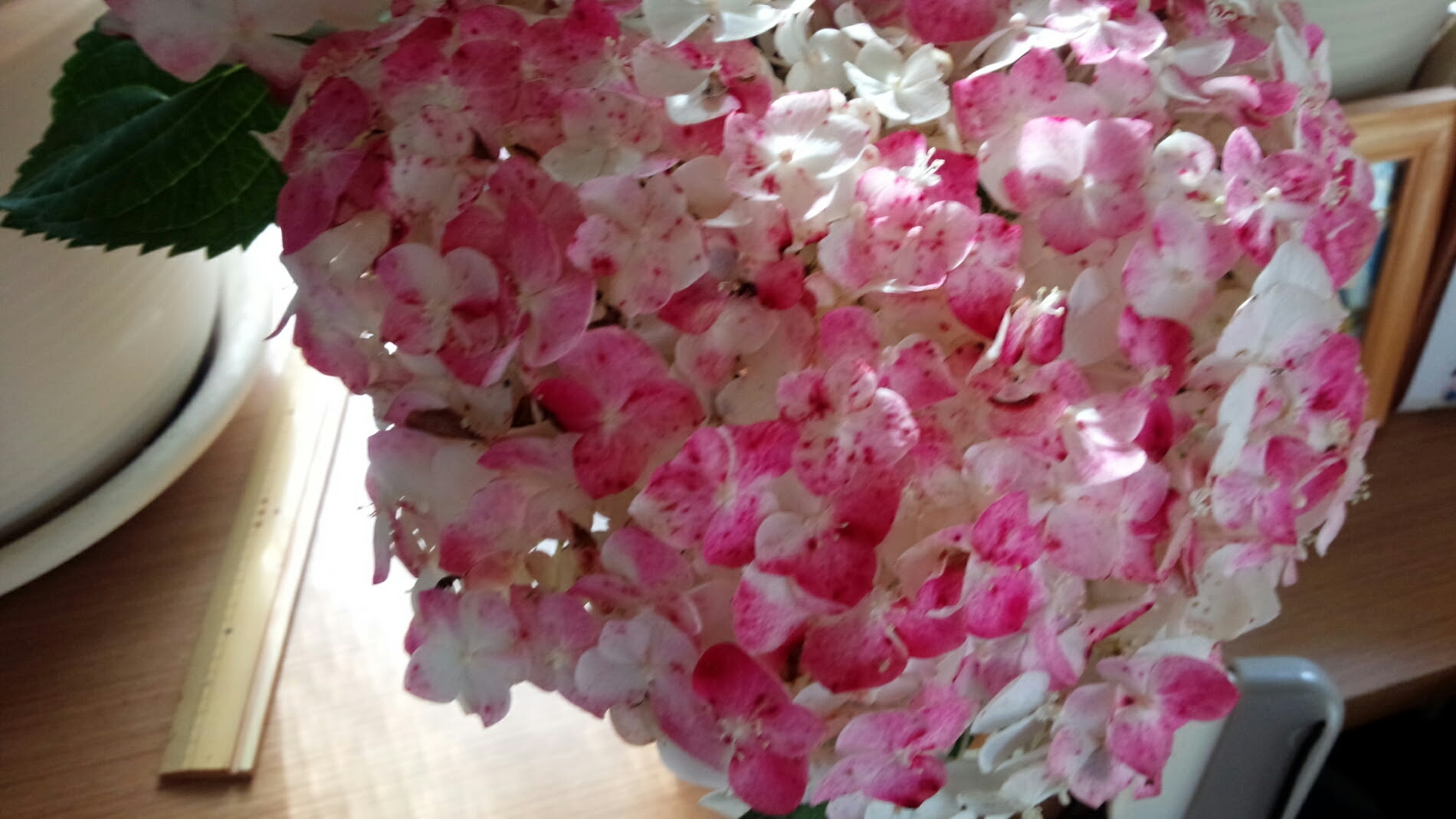 白から紅くなる手鞠型紫陽花 カラオケステージ そら