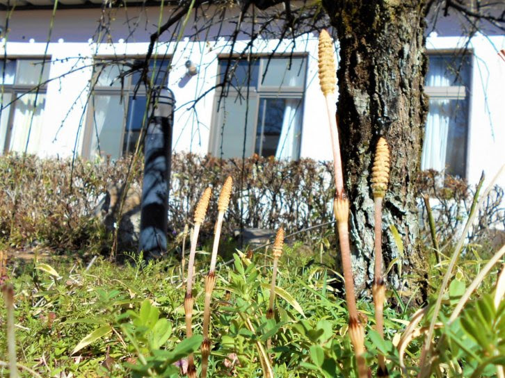 もうすぐ春ですね 新着情報 静岡市桜の園