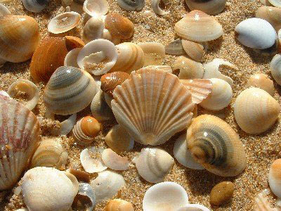 Beach Wedding Table Centerpieces
