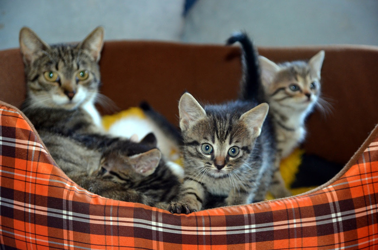 猫の妊娠の見分け方は？出産までの流れと出産準備について