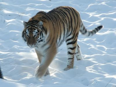 Snow Tiger - Siberian Tiger