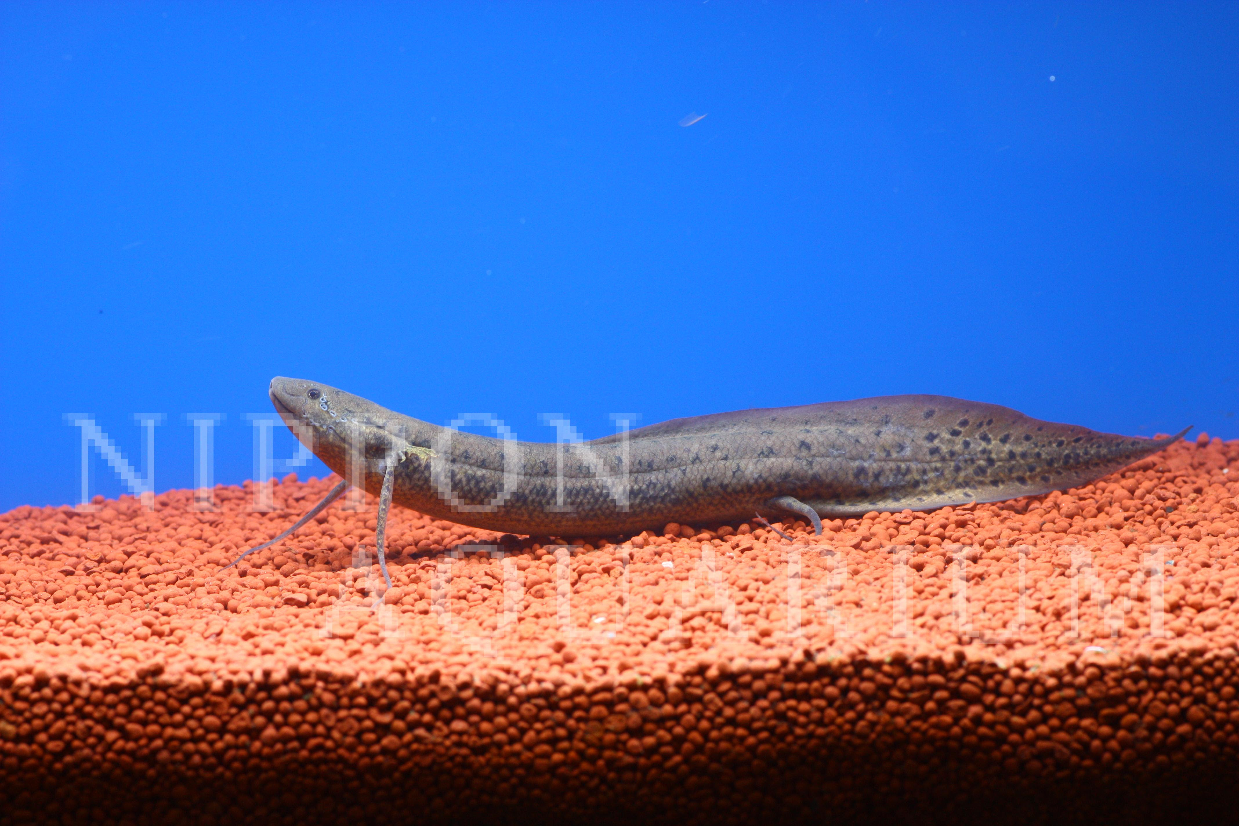 プロトプテルスアネクテンス 寿命 病気 熱帯魚図鑑 熱帯魚の飼育 混泳 繁殖 病気など