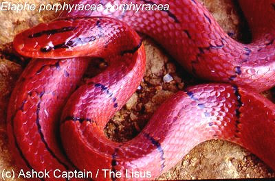Rat snakes and Corn snakes - Hunters biology site