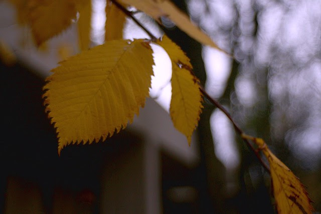 autumn leaves, sw 2nd