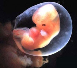 Εμβρυο