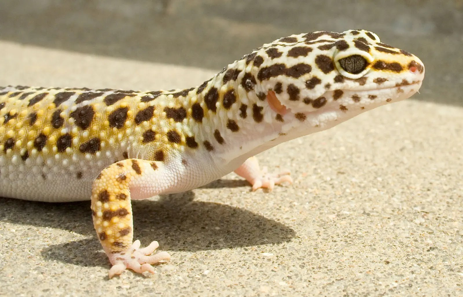 Pet: Leopard Gecko