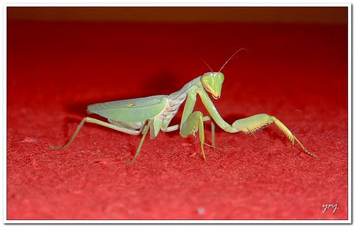 Praying Mantis (with point and shoot) by Yogendra174