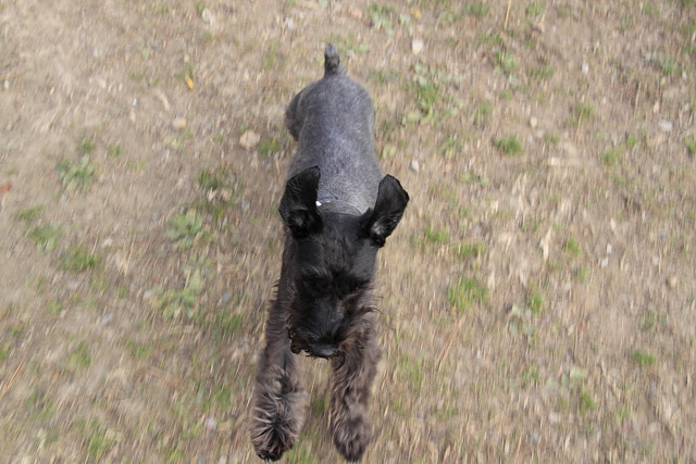 走る犬を撮る角度 エースなブログ