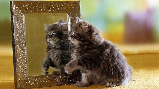 Por qué los gatos no se reconocen en un espejo