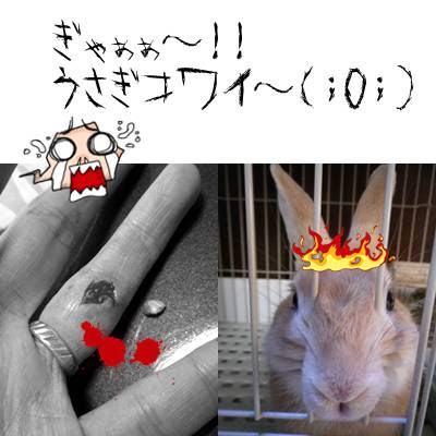 うさぎ嫌いになりかけました 兎魂