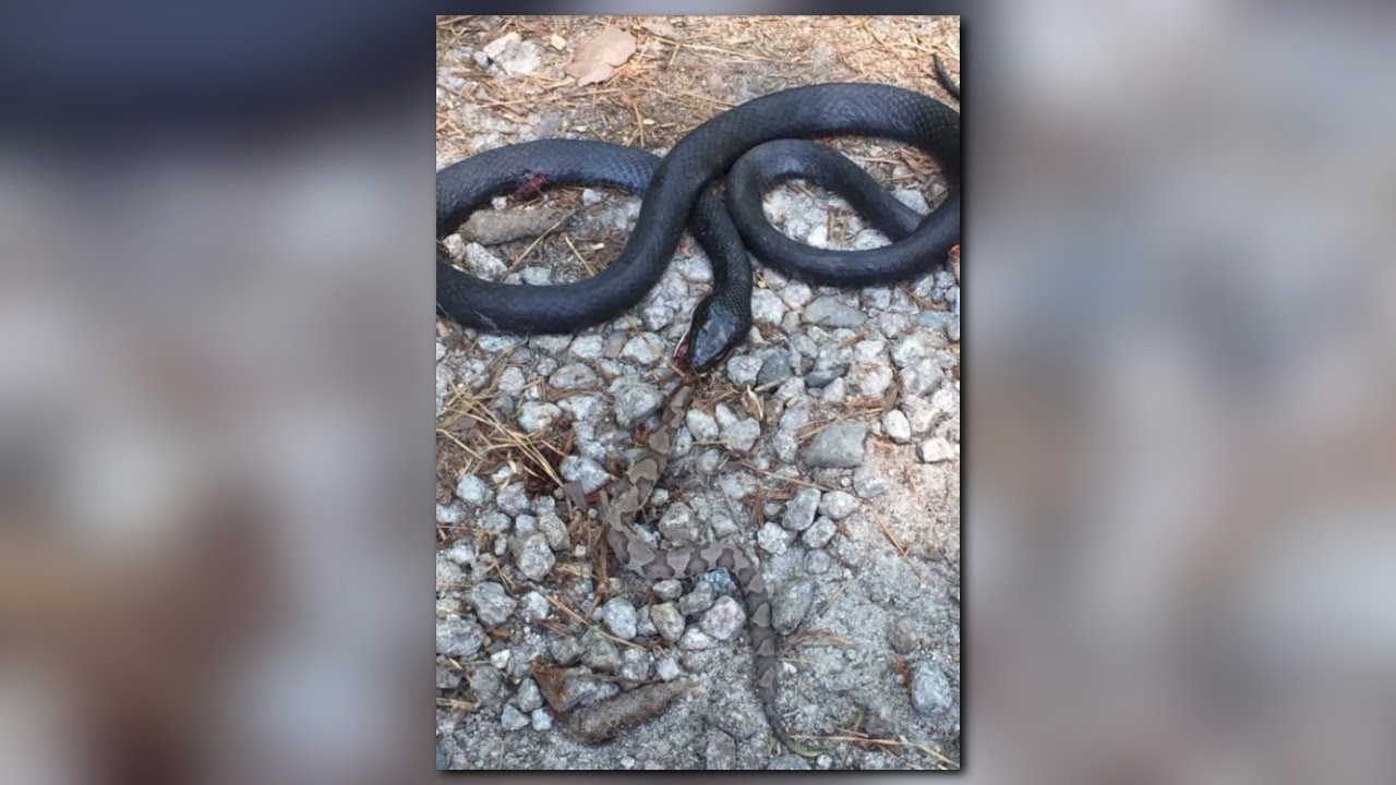 Black Snakes V Copperheads Tips To Keep Safe Wcnc Com