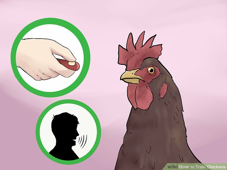Train Chickens Step 2.jpg