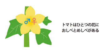発芽 栽培のポイント ホームハイポニカeショップ