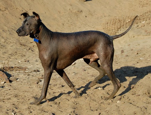 You can choose a dog breed