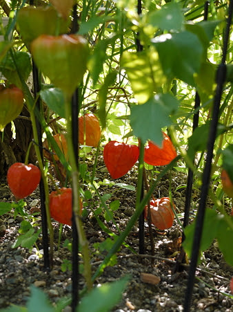京都府立植物園:鬼灯